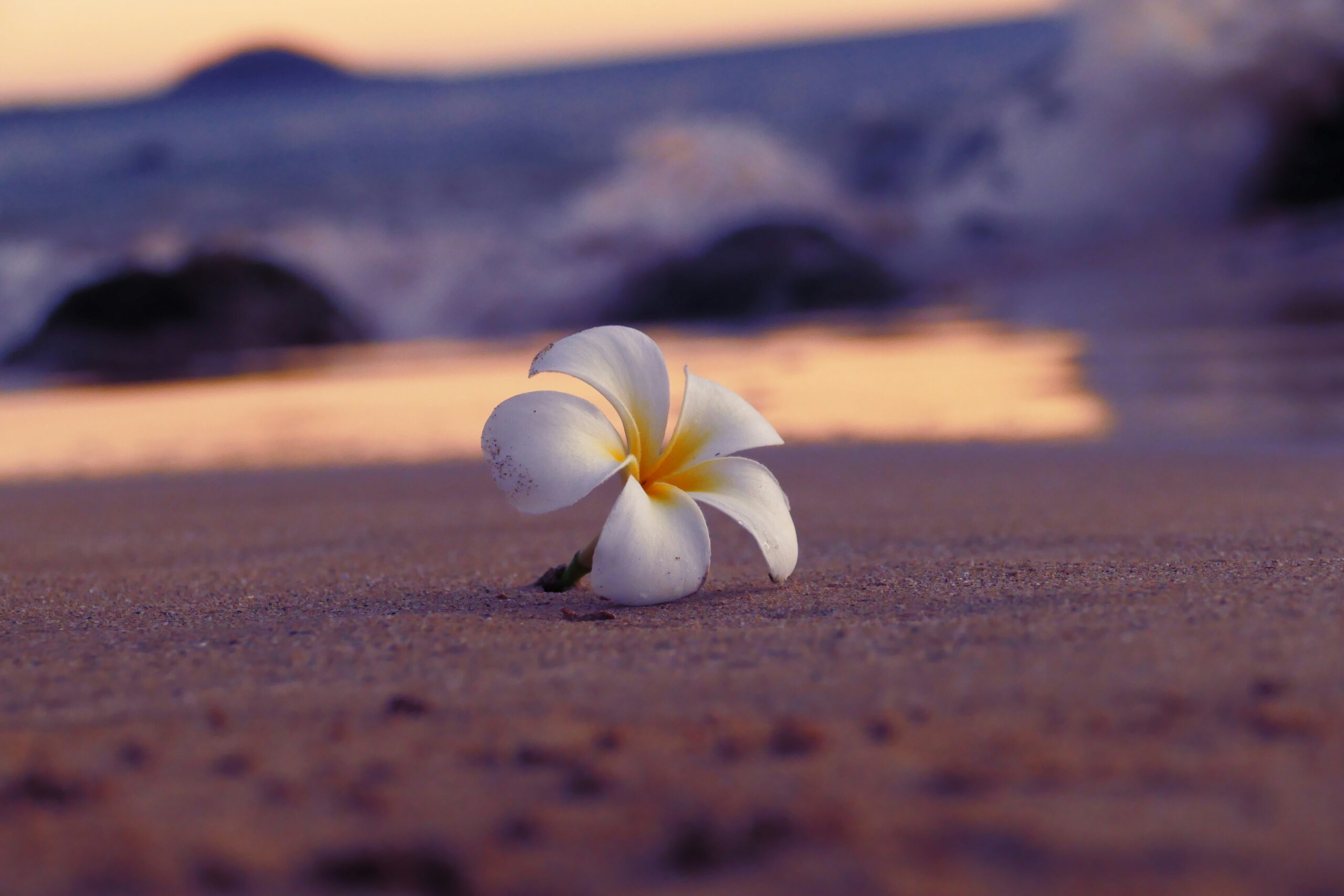 砂浜のプルメリアの花