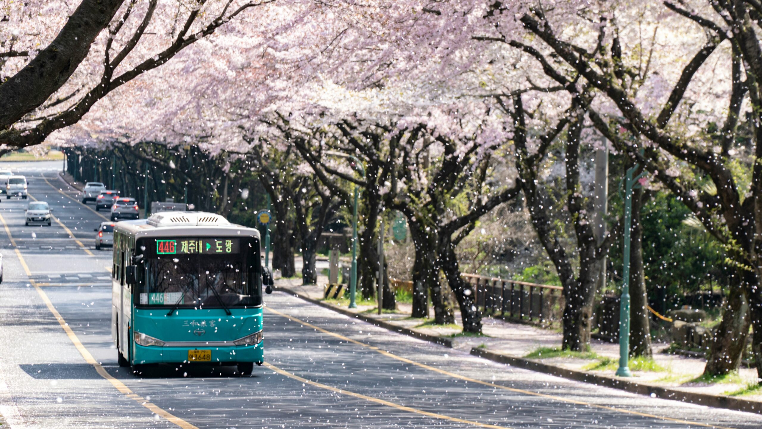 韓国の桜並木とバス