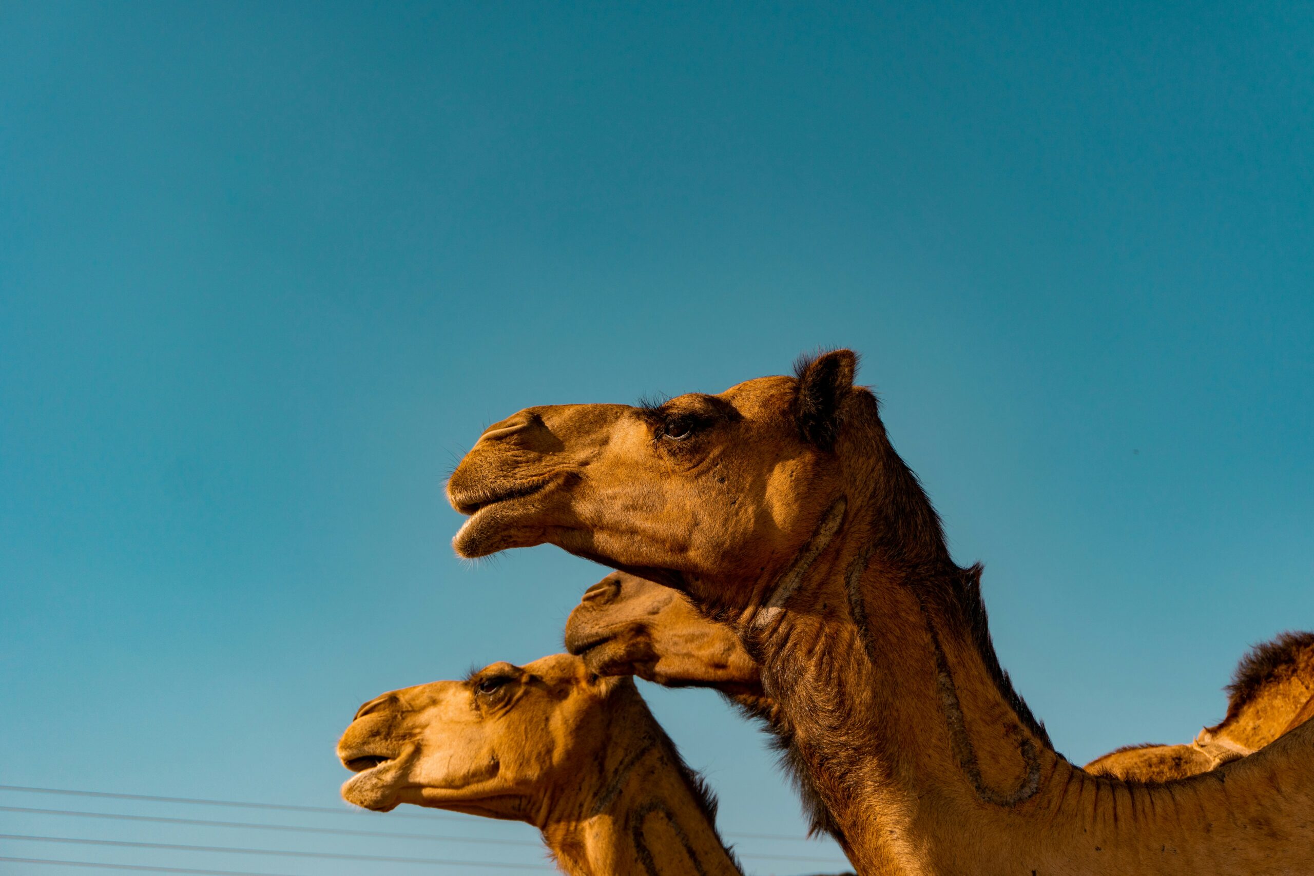 青空とサウジアラビアのラクダ